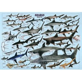 Sharks, Fine Art Poster, 38.5x26.75